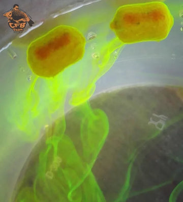 CFB - Fluo Ghost Pop-up